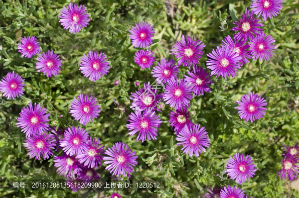 iceplant