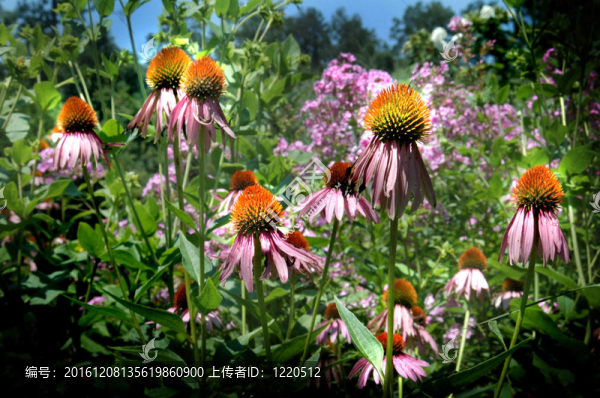 紫錐菊