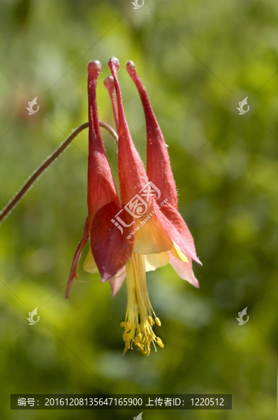 耬斗花