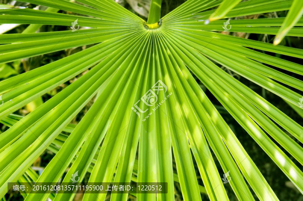 棕櫚樹