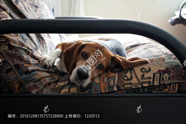 懶惰的比格犬休息
