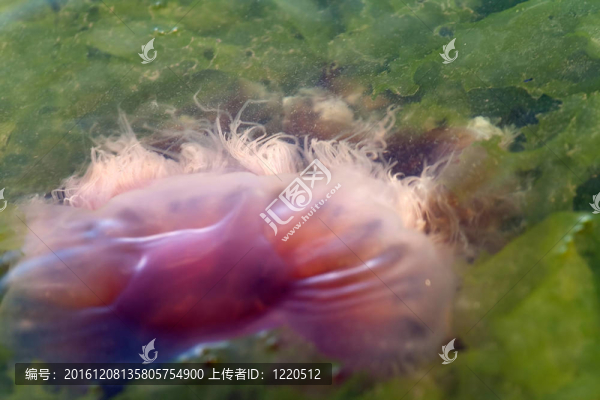 水母的觸須