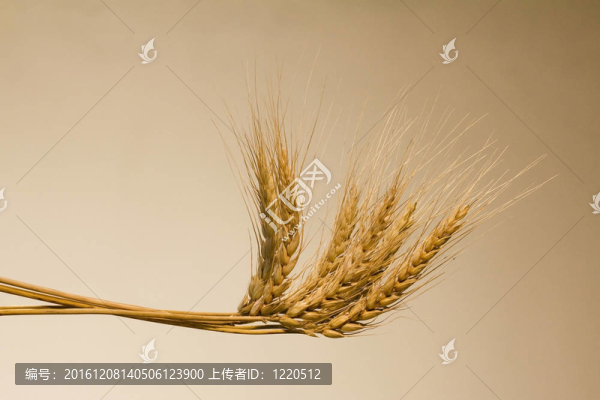 穗