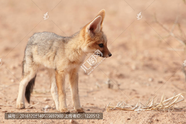 警覺的黑背豺(犬mesomelas)-匯圖網(wǎng) www.fosd68.com 警覺的黑背豺(犬mesomelas)