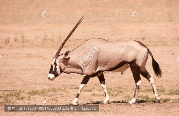 單一的大羚羊（Oryx,Gazella）