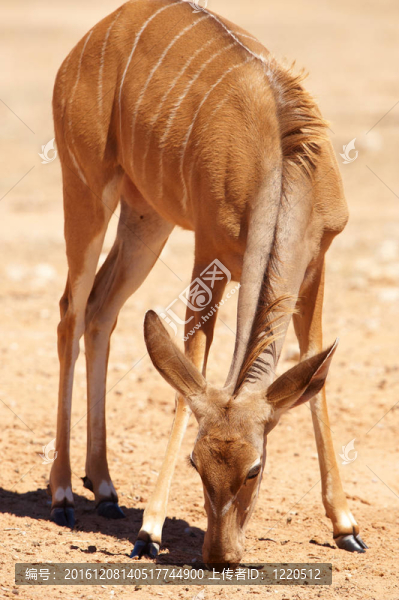 Single,Kudu（Tragelaphus,Strepsiceros）