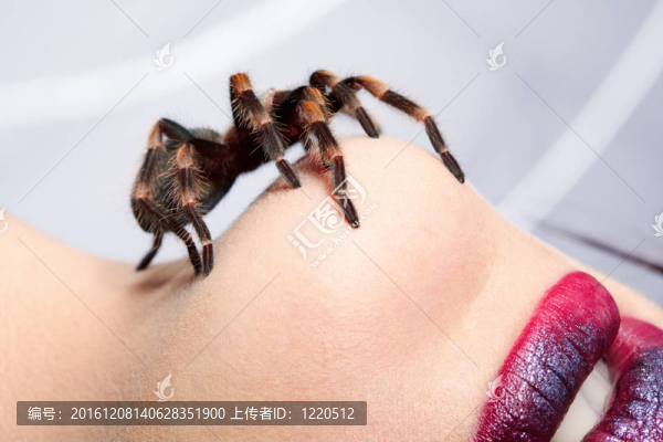 在女孩的下巴蜘蛛Brachypelma,smithi