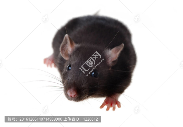 小老鼠肖像