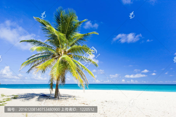 污穢海灣；巴巴多斯；加勒比海