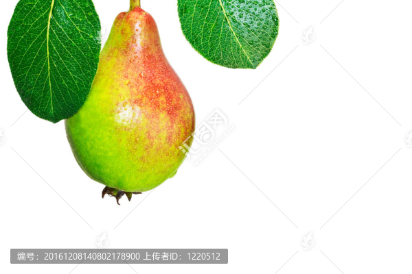 鮮梨綠色葉子