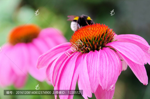 紫Coneflower,44