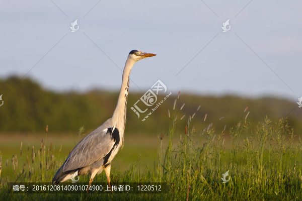 蒼鷺鳥(niǎo)站在格拉斯蘭