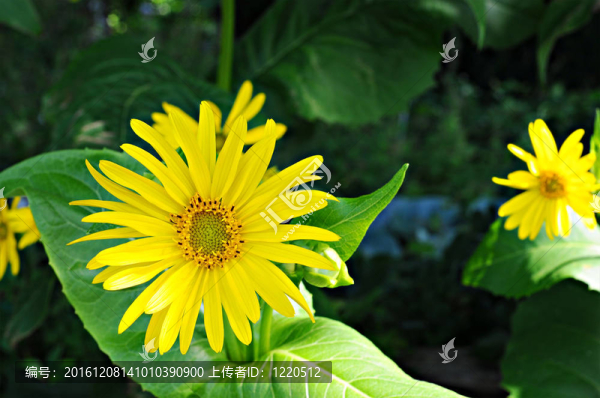 美麗的黃色的花-匯圖網(wǎng) www.fosd68.com 美麗的黃色的花