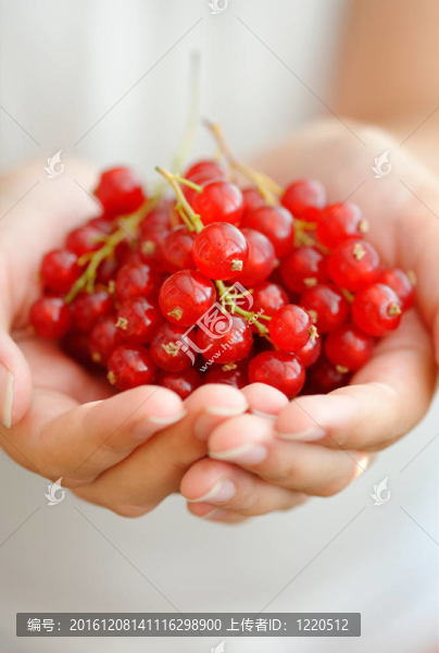女手拿紅醋栗漿果