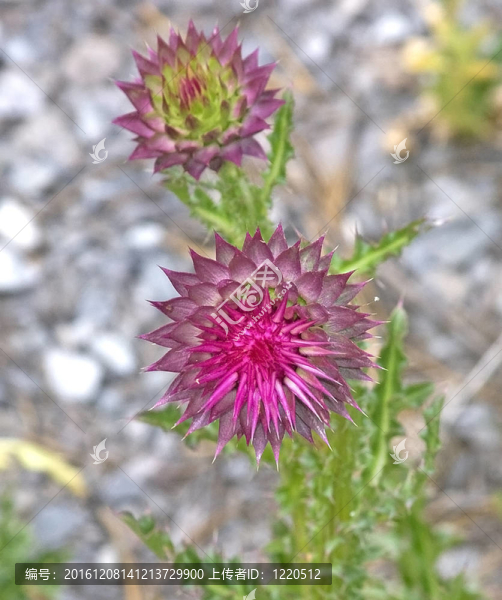 牛薊芽
