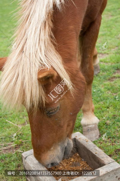 小馬的頭