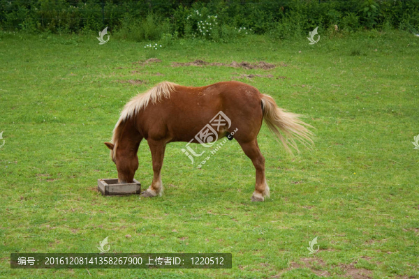 紅色小馬吃