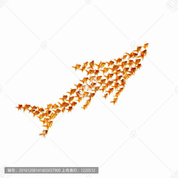 金魚(yú)