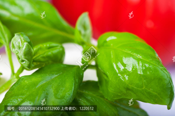 用番茄濕羅勒特寫