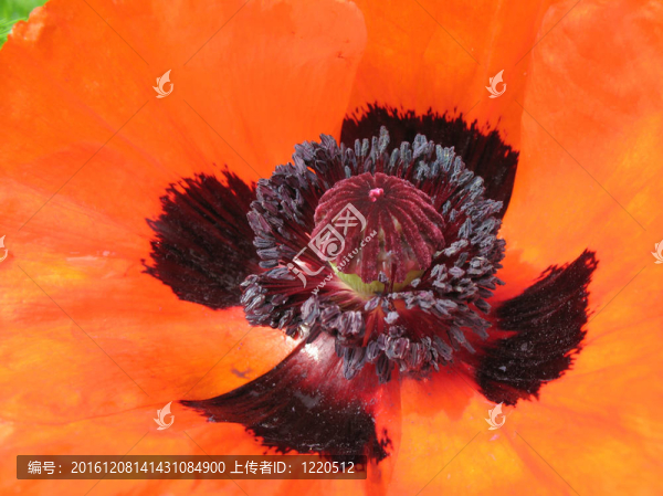東方罌粟（Papaver,orientale）