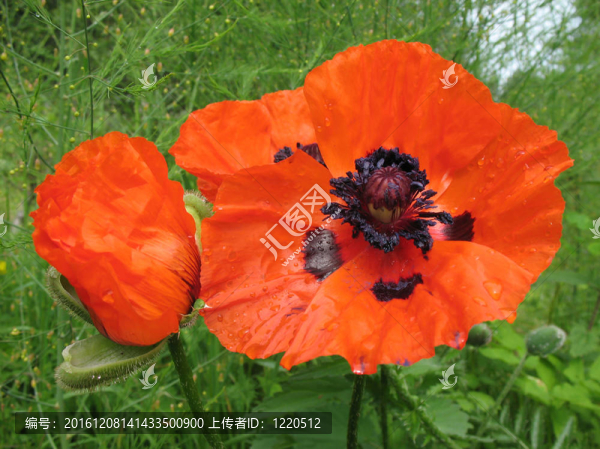 東方罌粟（Papaver,orientale）