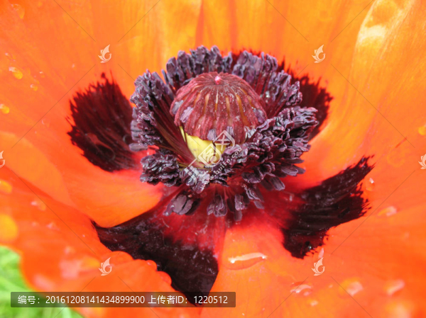 東方罌粟（Papaver,orientale）