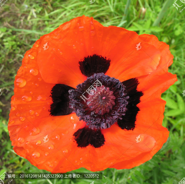 東方罌粟（Papaver,orientale）