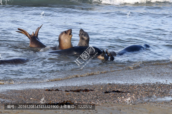 象海豹