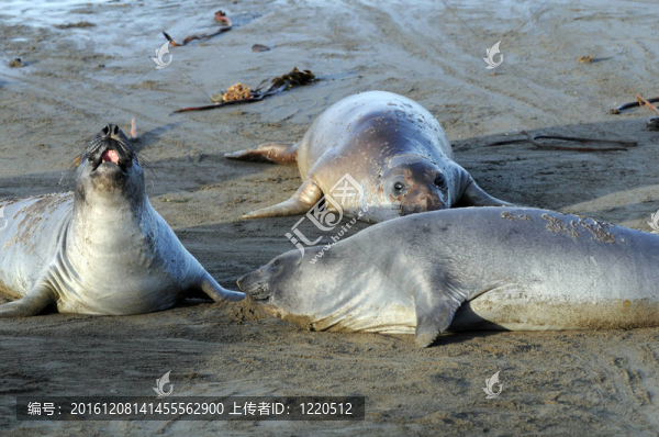 象海豹嬉戲