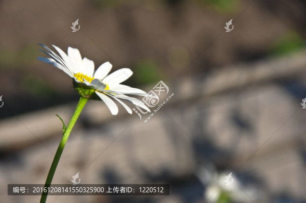 白菊花
