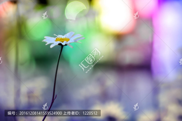 彩虹菊