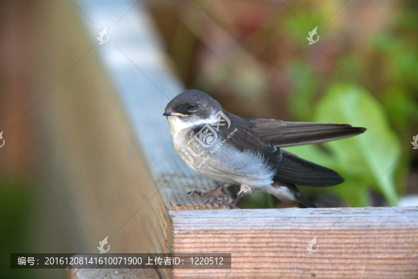 白胸鳾。