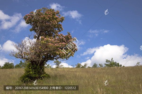 Laurel,Bush山-匯圖網(wǎng) www.fosd68.com Laurel,Bush山