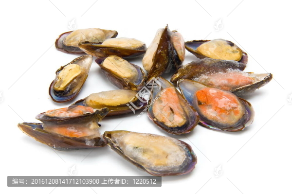 貽貝