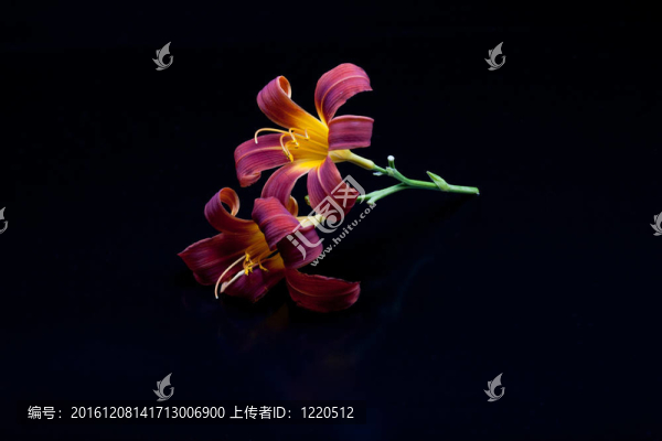 精致的百合花。