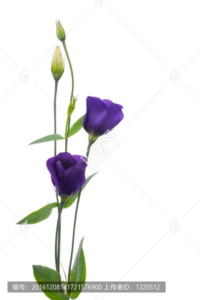 美麗的紫羅蘭花