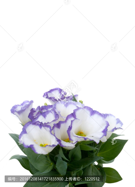 美麗的紫羅蘭花