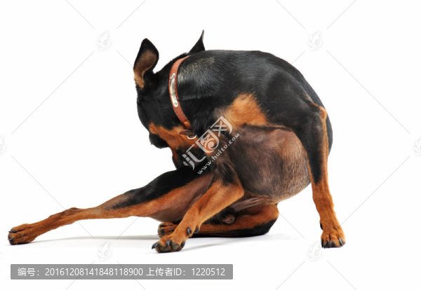 迷你杜賓犬抓