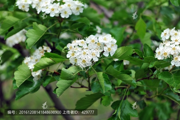 山楂樹(shù),,山楂花