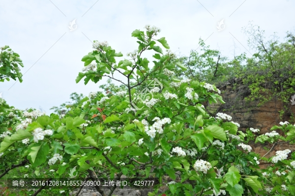 山楂樹