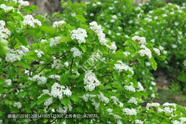 山楂林,,山楂園,,果園