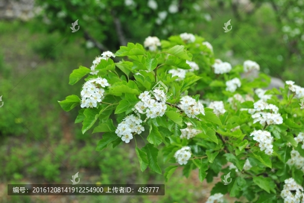白色花