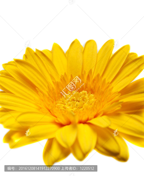 花黃色非洲菊