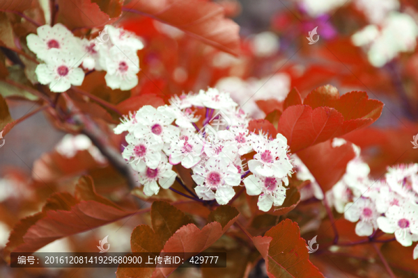 山楂花