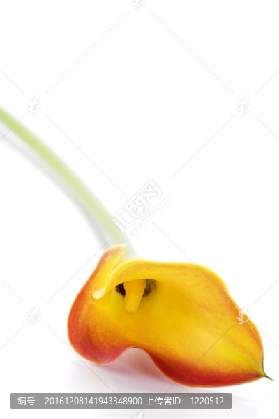 馬蹄蓮