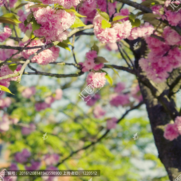櫻花