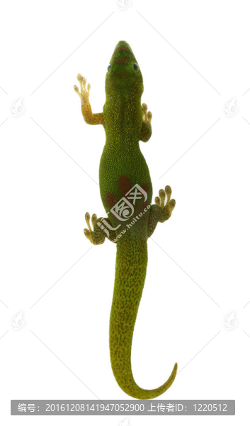 Madagascar,Day,Lizard,-俯視圖