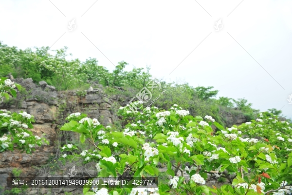 果樹(shù)種植