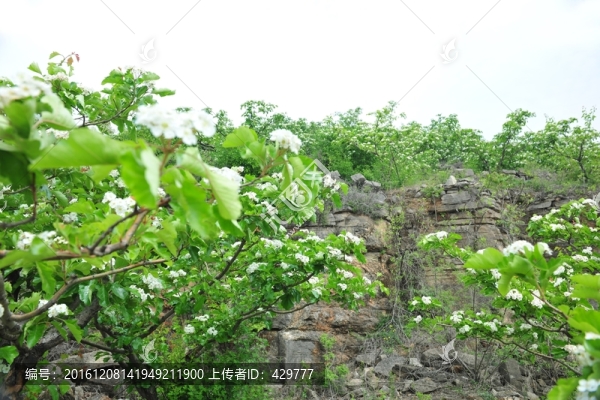 果木,,經(jīng)濟林