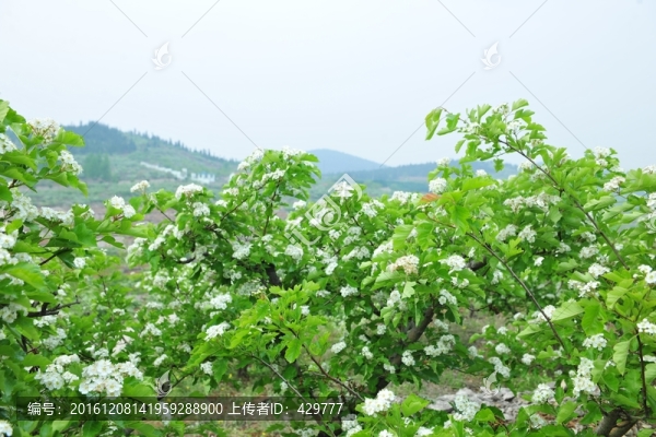 山間果園,,,果樹種植